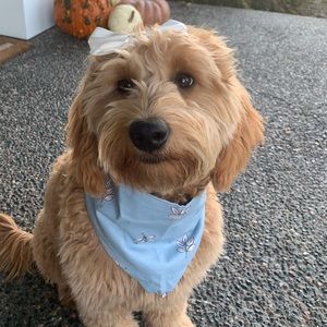 Princess Pup | Bandana